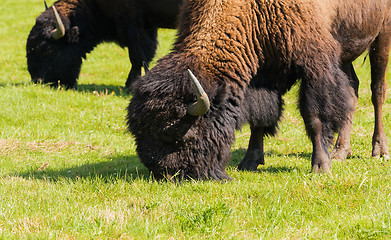 Image showing American bison (Bison bison) simply buffalo 