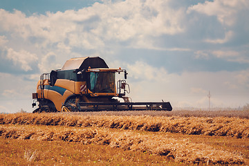 Image showing Yellov harvester on field harvesting gold wheat