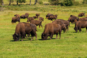 Image showing American bison (Bison bison) simply buffalo 