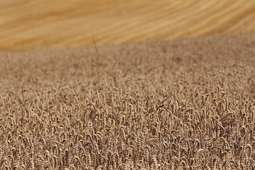 Image showing harvested and unharvested field