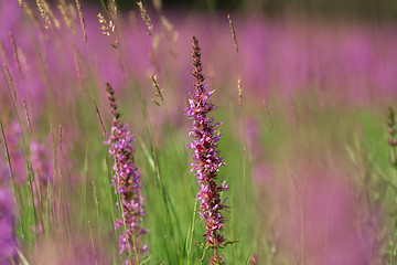 Image showing Tall pink  flowers in summer meadow