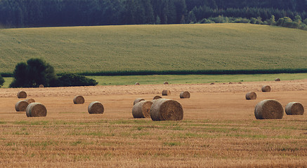 Image showing harvested field with straw bales in summer