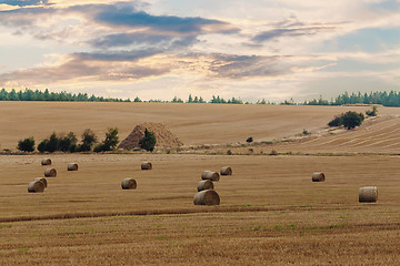 Image showing harvested field with straw bales in summer