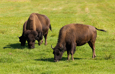 Image showing American bison (Bison bison) simply buffalo 