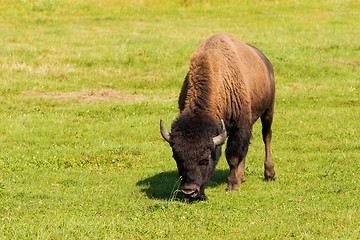 Image showing American bison (Bison bison) simply buffalo 