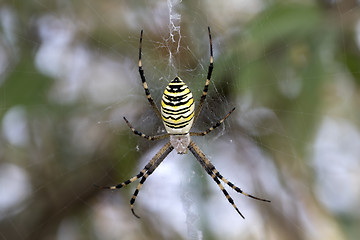 Image showing Spider on spiderweb