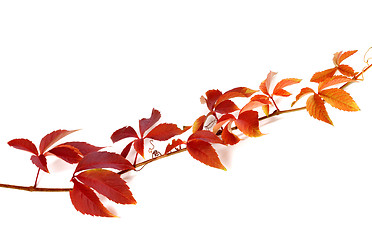 Image showing Twig of autumn grapes leaves