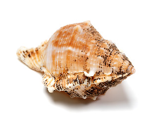 Image showing Shell of Bursa bubo