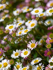 Image showing Daisy flowers