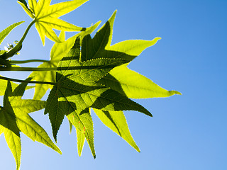 Image showing Green leaves