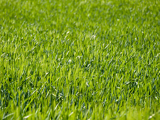 Image showing Green wheat field