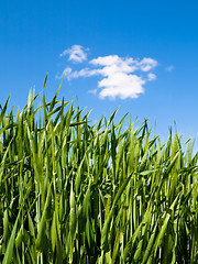 Image showing Green wheat field