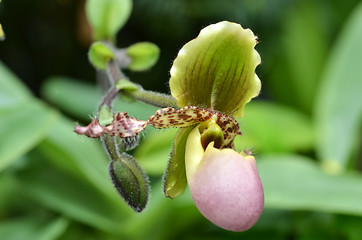 Image showing Close up of the flower of lady slipper 