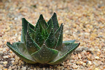 Image showing Succulent plant in Garden by the Bay