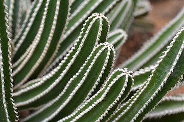 Image showing Cactus planted in a botanical garden 