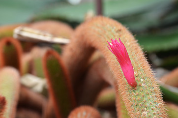 Image showing Pink flowers of golden rat-tailed cactus