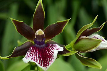 Image showing Blossom vanda orchid