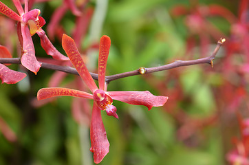 Image showing Blossom vanda orchid