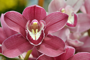 Image showing Beautiful purple orchid, phalaenopsis.