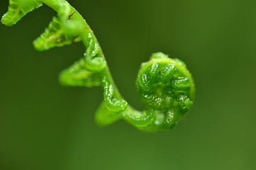 Image showing Fern leaf in forest