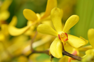 Image showing Blossom vanda orchid