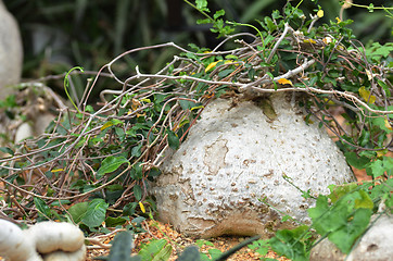 Image showing Rock-like Elephant Foot plant 