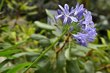 Image showing Flowers of the Agapanthus