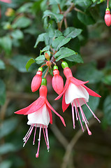 Image showing Pink Ballerina flowers