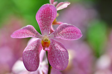 Image showing Beautiful purple orchid, phalaenopsis.