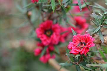 Image showing Manuka myrtle white-pink flower blooming