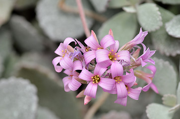 Image showing Pink flower in the silver bushes