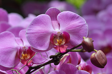 Image showing Beautiful purple orchid, phalaenopsis.