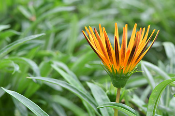 Image showing Beautiful orange gazania flower 