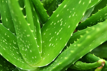 Image showing Aloe vera plant leaves