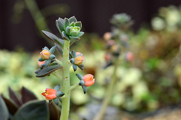 Image showing Succulent plant in Gardens by the Bay 