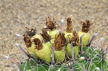 Image showing Cactus fruits on top of cactus