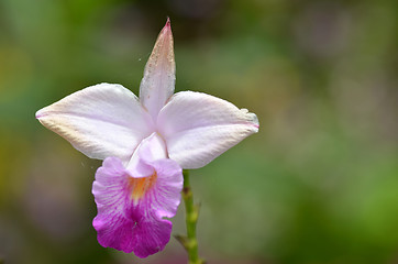 Image showing Beautiful purple orchid, phalaenopsis.