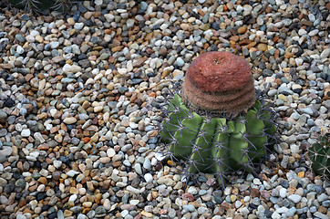 Image showing Turk cap cactus from Brazil