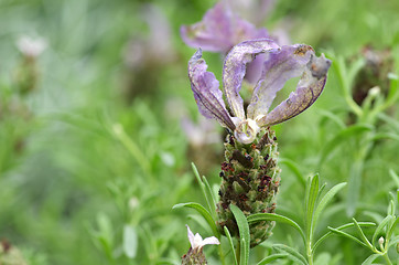 Image showing Butterfly lavender with green background