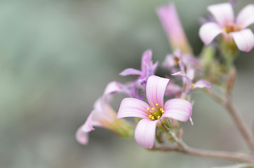 Image showing Pink flower in the silver bushes 