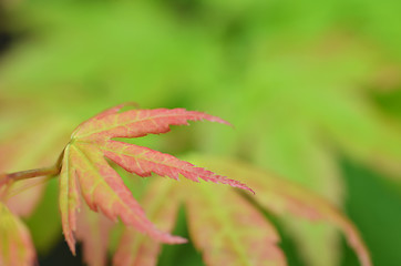 Image showing Tree branch with autumn leaves on a blurred background