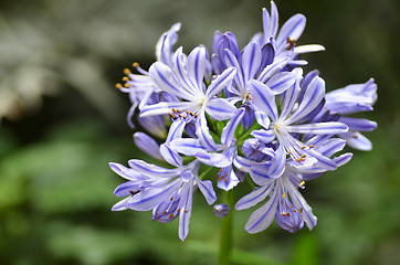 Image showing Flowers of the Agapanthus