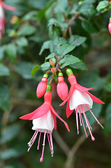 Image showing Pink Ballerina flowers