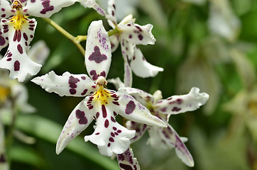 Image showing Blossom vanda orchid