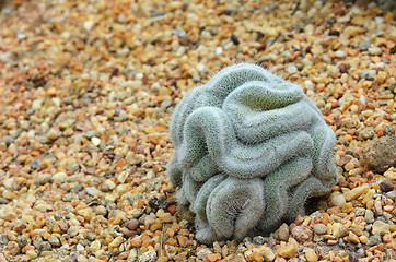 Image showing Green cactus that looks like the brain