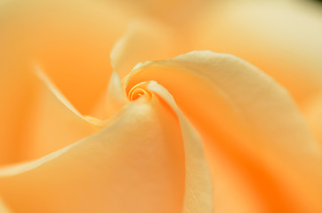 Image showing Close up of orange rose