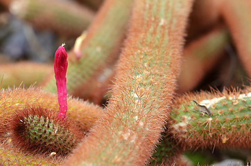 Image showing Pink flowers of golden rat-tailed cactus