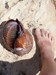 Image showing Large sea snail (Tonna galea or giant tun) on rock and human leg