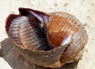 Image showing Sea snail (Tonna galea or giant tun) on rock