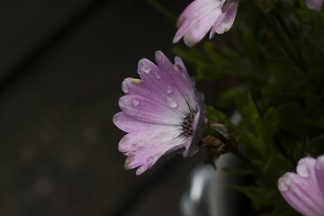 Image showing daisybushes